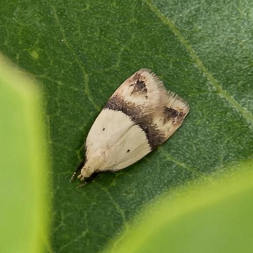 Odites kollarella